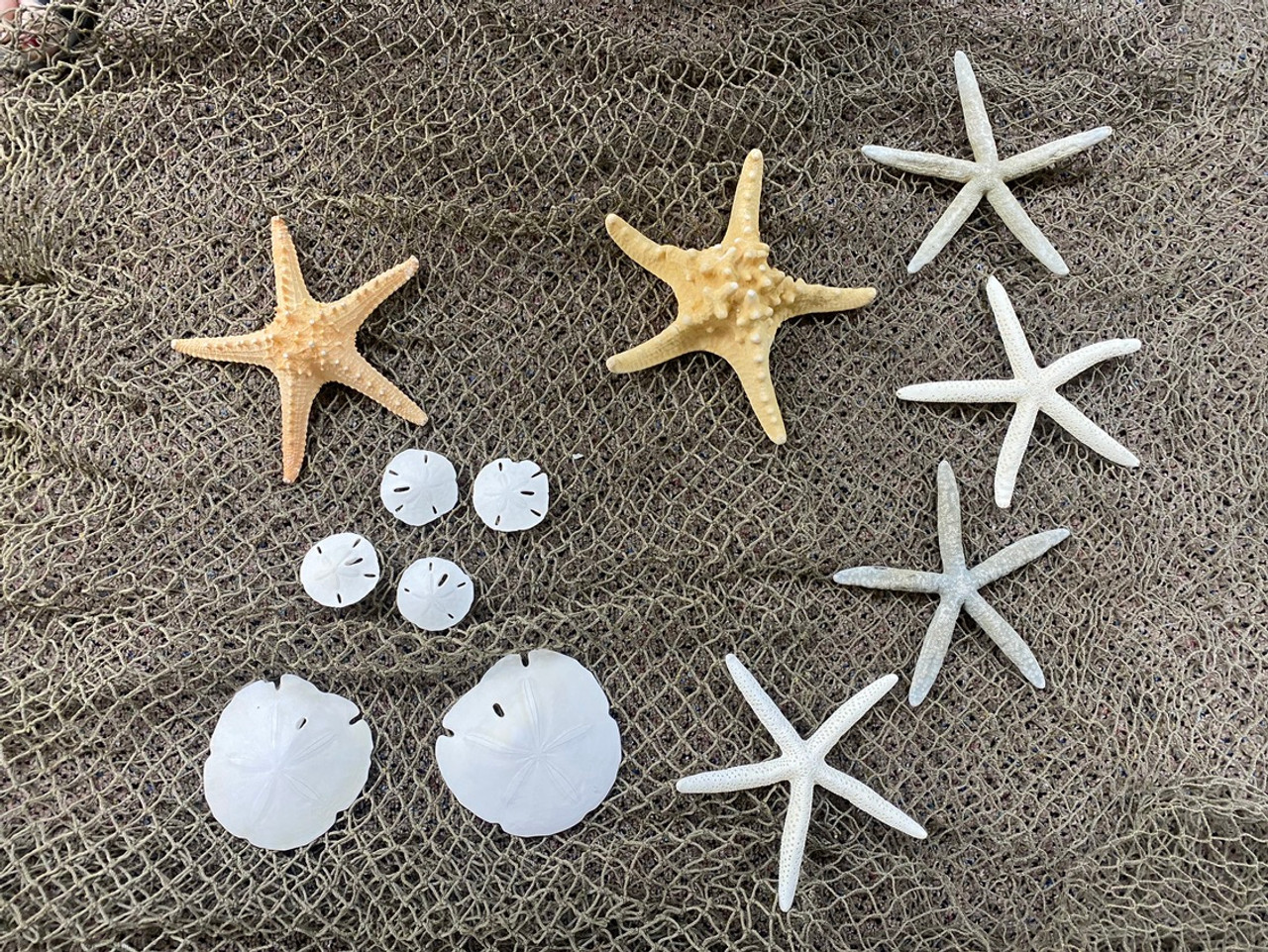 White Finger Starfish & White Sand Dollar Collection