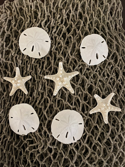 Knobby Starfish, Sand Dollars and Fish Net 
Nautical Seasons