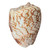 Polished Deluxe Voluta Nobilis Shell