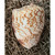 Beautiful Seashell Polished Deluxe Voluta Nobilis Shell