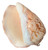 inside of polished Voluta Nobilis, smooth shell