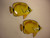 Tropical Fish Pair
Nautical Seasons