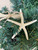 Finger Starfish Year 'Round Garland 
Nautical Seasons 866-888-2628