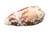 conus striatus SeaShell Outside front view.  Beige with white colors