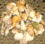 2-3 inch sea shell assortment of pretty seashells decorative 