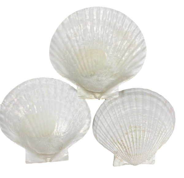 Baking Clam Shells For Cooking 
Clam Bake Nautical Seasons