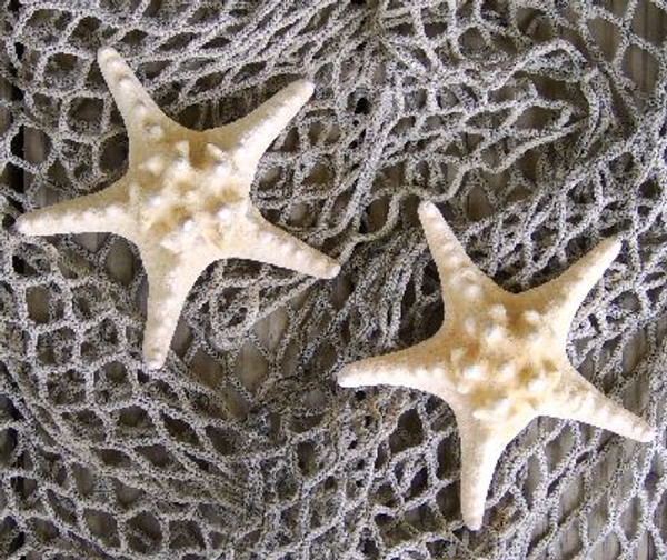 Knobby Mudstar Starfish With Authentic Fishing Net 
Nautical Seasons