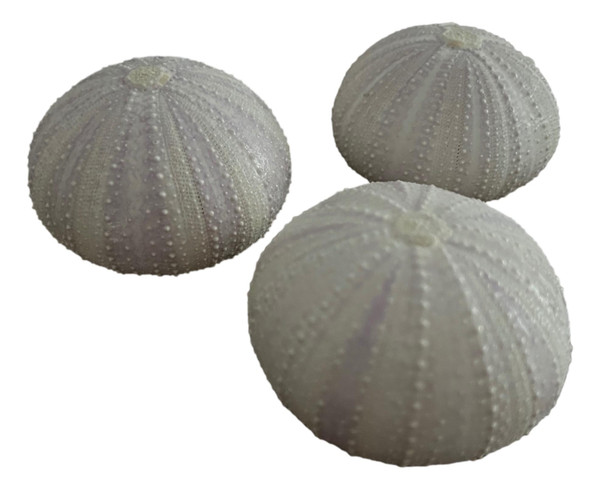Pink lavendar urchin seashells Nautical Seasons 866-888-2628