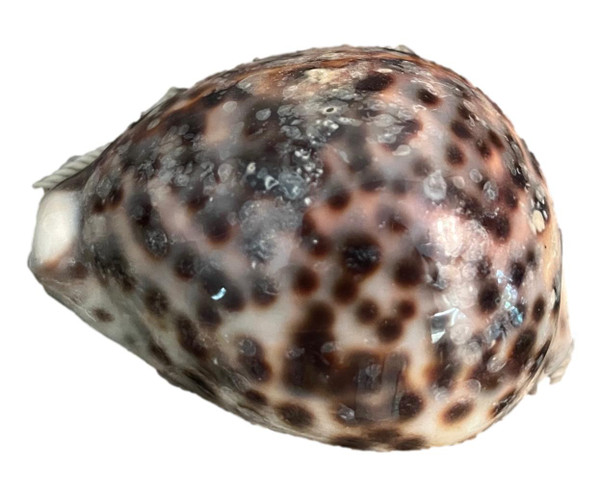 Tiger Cowrie Shell Custom  shiny outside with beautiful markings in brown or black 
Nautical Seasons