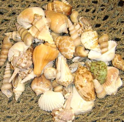 2-3 inch sea shell assortment of pretty seashells decorative 