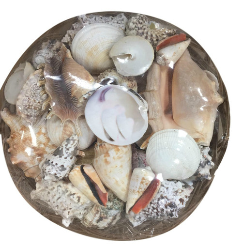 Large Basket of 300 seashells – Dorset Gifts