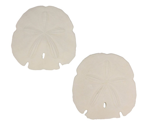 sand dollar png