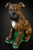 Boxer Dog