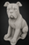 Boxer Dog