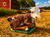 Buttercup Calf Laying
