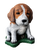 Beagle Pup