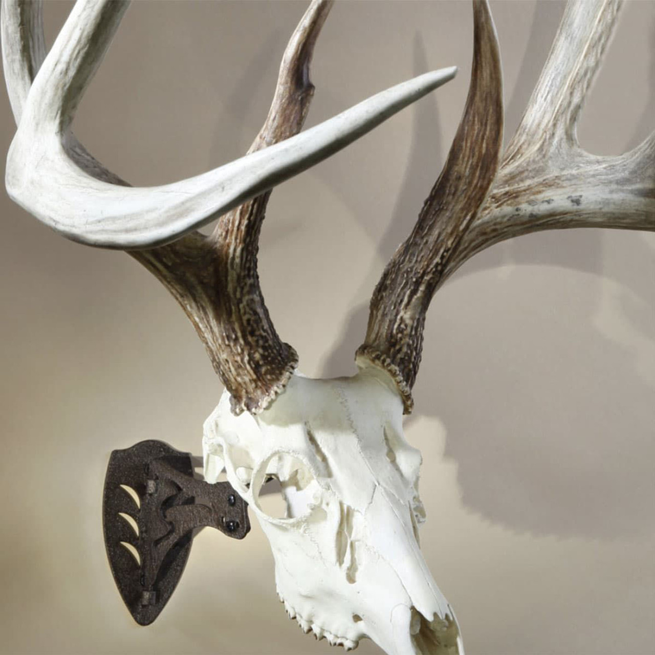 5332 Little Hooker Small Game Skull Mount-img-1