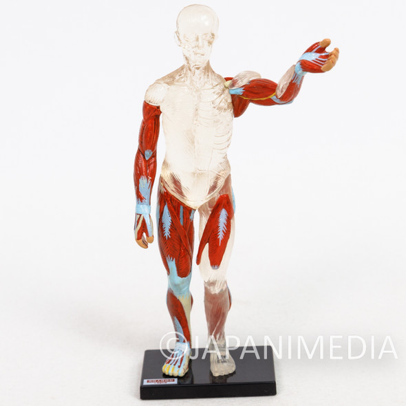 Human body model MAN BODY Mini Figure Japanimedia Store FRONT