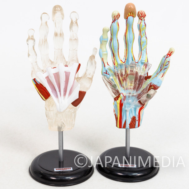 Human body model HAND Mini Figure 2pc Set Japanimedia Store FRONT