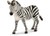 Zebra Female
