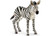 Zebra Foal