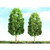 Sycamore Trees 51mm (4)