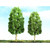 Sycamore Trees 153mm (1)