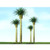 Phoenix Palm Trees 102mm (2)