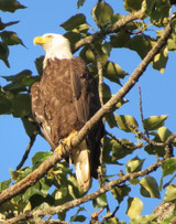 Dale & Debbie Part 10 - Wildlife Series: Birds