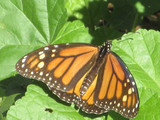 Dale & Debbie Part 5 - Monarch Butterflies