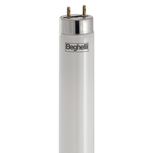 BEG56232