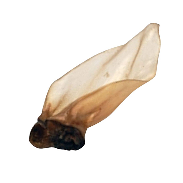 Large Buffalo Ears with Meat Pack of 50