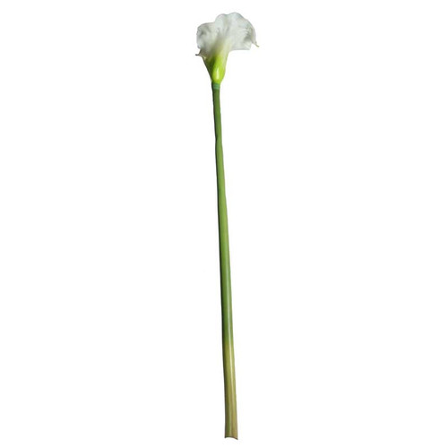 Large Calla Lily Cream/Green