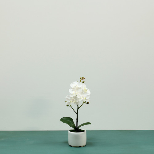 Medium White Phalaenopsis Orchid in Ceramic Pot (H32cm)