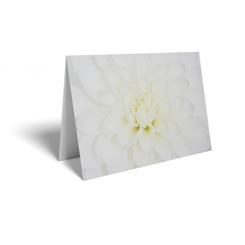 Folded Card - White Chrysanthemum Folded Card - White Chrysanthemum
