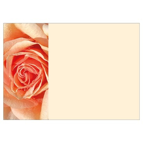 Large Card - No Message - Peach Rose - PK6