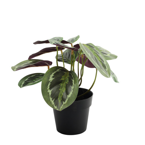 Plant House Calathea 22cm (potted)