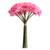 Natural Carnation Bush Pink (12 stems)