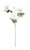 Real Garden Clematis White (76cm)