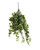 Sandringham Ivy Bush x336 Leaves Varigated