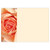 Large Card - No Message - Peach Rose - PK6
