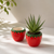 Strawberry Ceramic for 6cm Succulent