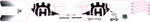 D'Cor Visuals Husky Graphics Kit for 16" STACYC Stability Cycle (10-80-206B)