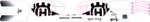 D'Cor Visuals Husky Graphics Kit STACYC Stability Cycle (10-80-206)