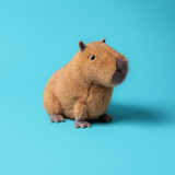 Clyde Capybara, View 1
