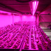 4 Foot 15 Watt Hybrid LED T8 Red and Blue Grow Lights