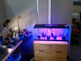 Growing Plants Indoors with LED Strip Lighting