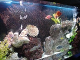 Using LED rope lights and bulbs for fish tanks