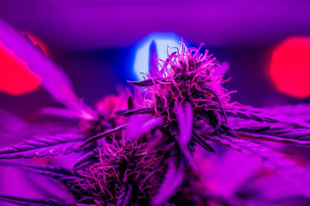 How Led Grow Lights Are Taking the Cannabis Industry to a New High