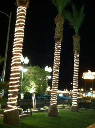 Illuminating Palm Trees with LED Rope Lights